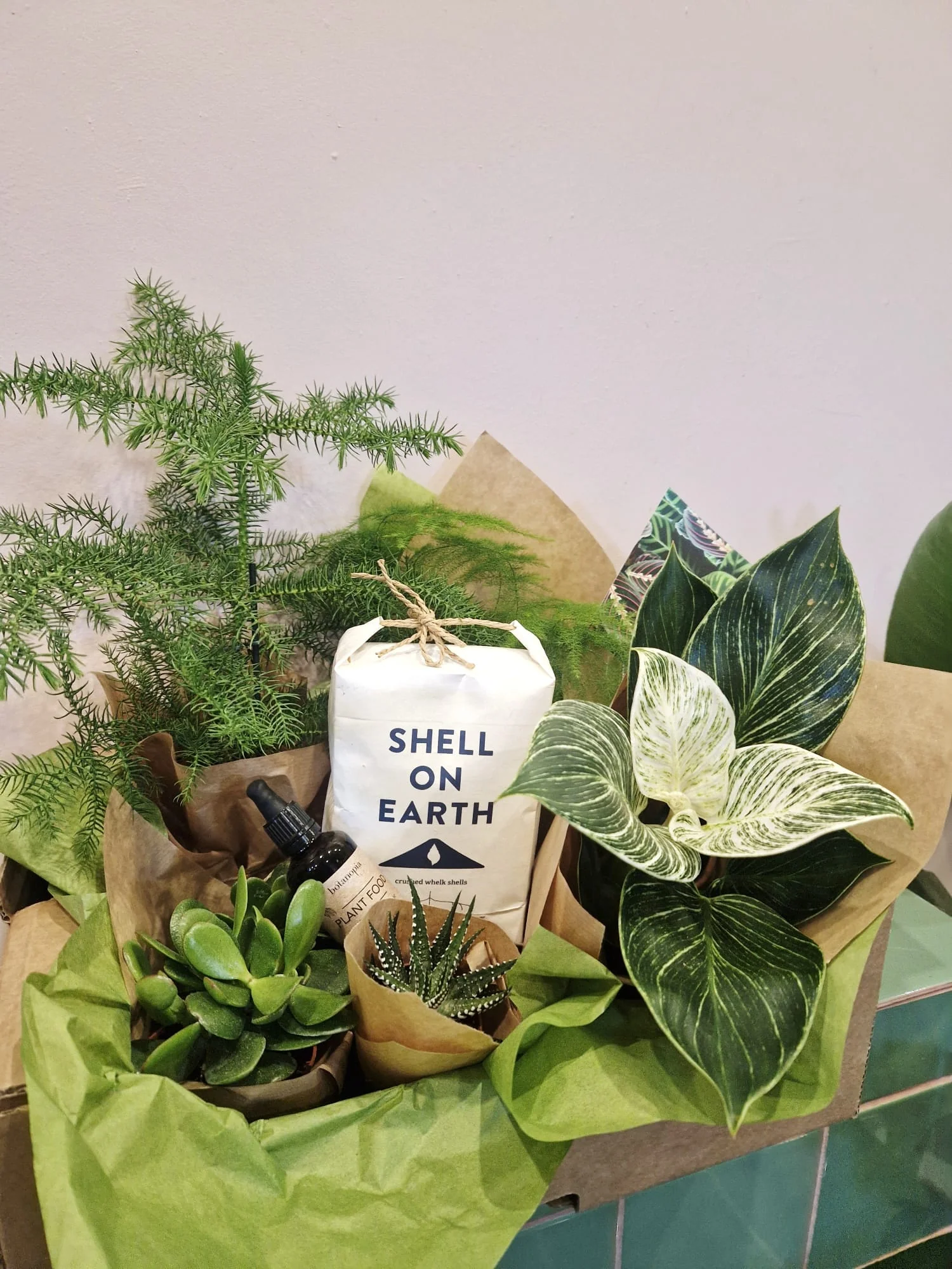 Plants